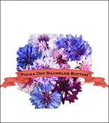 Bachelor’s Button Seed. Organic Polka Dot. Pkt