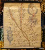Antique French Science Chart - Jelly Fish Medusa