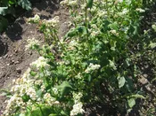 Buckwheat