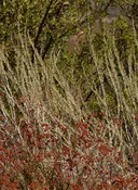 Artemisia californica - California Sagebrush (Seed)