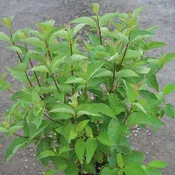 Cornus, shrub, sericea