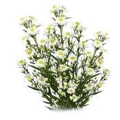 ASTER WHITE 10 STEM BU