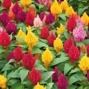 4.5" Celosia Assorted — Farmington Greenhouse MN