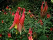 Aquilegia canadensis- Wild Columbine