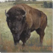 American Bison Wrapped Canvas Giclee Print Wall Art