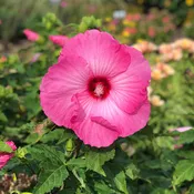 'Airbrush Effect' Rose Mallow (Hibiscus)