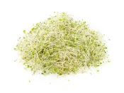 Alfalfa Sprouting Seeds – Resealable Bag – Highest Germination – Non-GMO, Chemcial Free – Perfect for Healthy Eating (Medicago sativa)