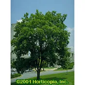 Black Walnut – Seedlings