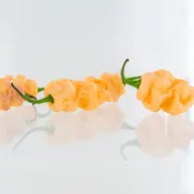 7 Pot Bubblegum Orange Pepper Seeds