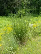 ANDROPOGON GERARDII, Big Bluestem 10 cubic inch plug