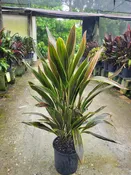 Cordyline 'Brian's Diamonds' — Excelsa Gardens