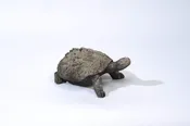 AGED LG SNAPPING TURTLE