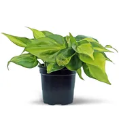 Philodendron Brasil
