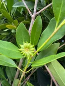 Anise