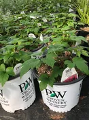 Fall In Love "Sweetly" – Perennial —  Wagenmaker Greenhouses