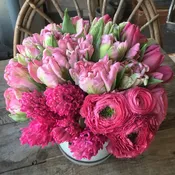 Tulipano di Canto