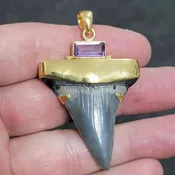 18K Gold Plated Cap Extinct Great White Tooth Necklace Pendant – EGWGLDCAP-3