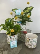 Desk Top Plant &amp;amp; Gift Card