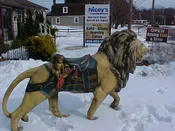 Carousel ? Amazing Fiberglass Lion Life Size Must see 58" high 88 " long