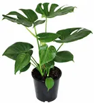 21CM Philodendron Monstera Deliciosa - Swiss Cheese Plant - G5733