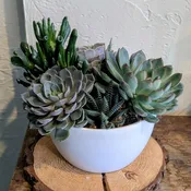 Succulent Garden