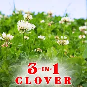 3 In 1 Clover Seed