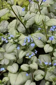 Alexandria Bugloss