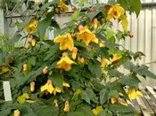 Abutilon 'ABG Yellow'