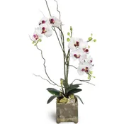 Double Orchids