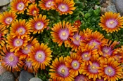 Delosperma, (Ice Plant) Fire Spinner Plug Flat