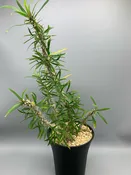 Euphorbia rossii — Desert Creations
