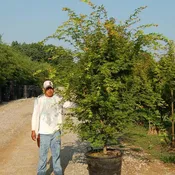 Acer Palmatum ‘Sango Kaku’