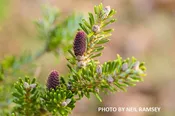 Abies koreana 'Aurea' Korean Fir Grafted on Abies firma