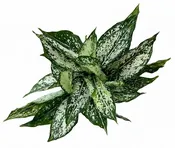 Aglaonema 'First Diamond' 6" - Chinese Evergreen