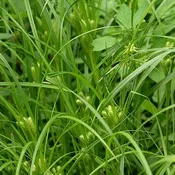 Carex frankii<br>Frank’s Sedge