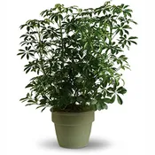 Arboricola