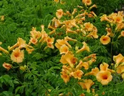 ‘Summer Jazz Sunrise Gold’ Trumpet Vine