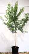 Acer ginnala S/S