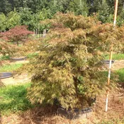 Acer Palmatum Dissectum ‘Crimson Queen’