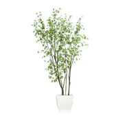Birch Asian