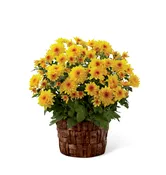 The FTD® Chrysanthemum