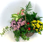COLORFUL FLOWERING DISH GARDEN