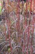 Andropogon 'Holy Smoke' 1 gallon