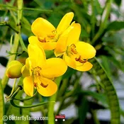 Bahama Cassia (Senna mexicana var. chapmanii)