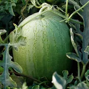 Ace Plus F1 Untreated Watermelon Seeds