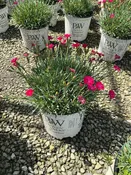 Paint The Town Red Dianthus
