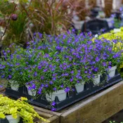 Annual Lobelia