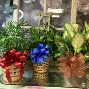 Green Plant