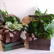Assorted Garden Baskets
