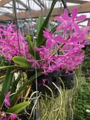 Ascf. Cherry Blossom ‘Carmela’   (Blooming Size--no spikes)